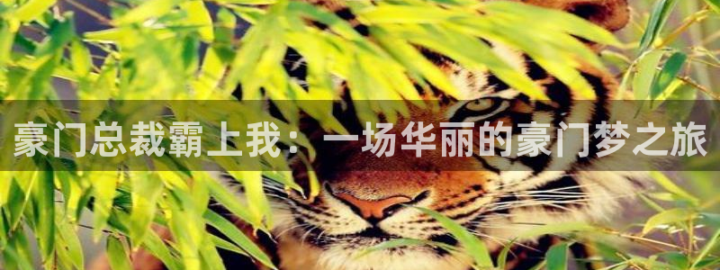新新漫画移动版2023：豪门总裁霸上我：一场华丽的豪门梦之旅